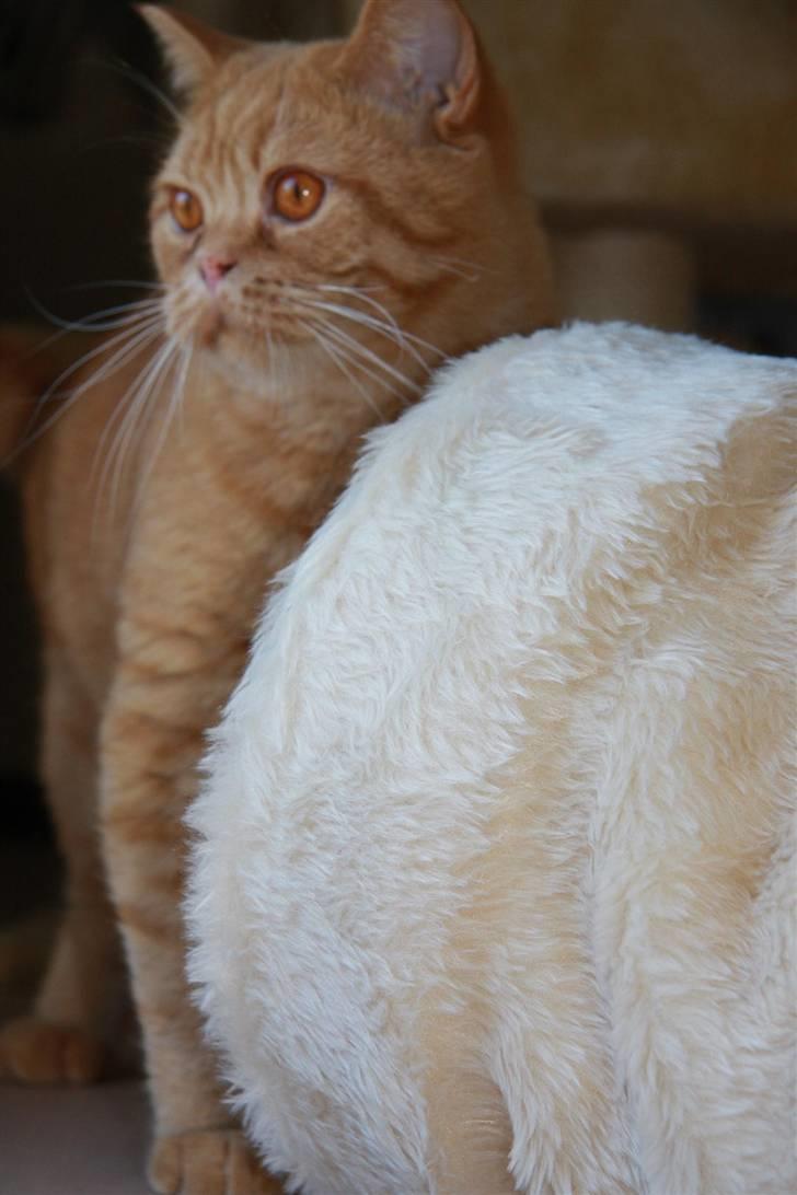 British Shorthair Wiki's Odin (Eddie) billede 1