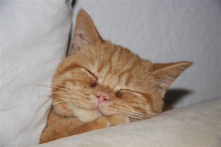 British Shorthair Wiki's Odin (Eddie) billede 2