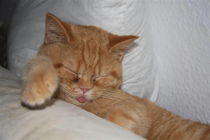 British Shorthair Wiki's Odin (Eddie) billede 3