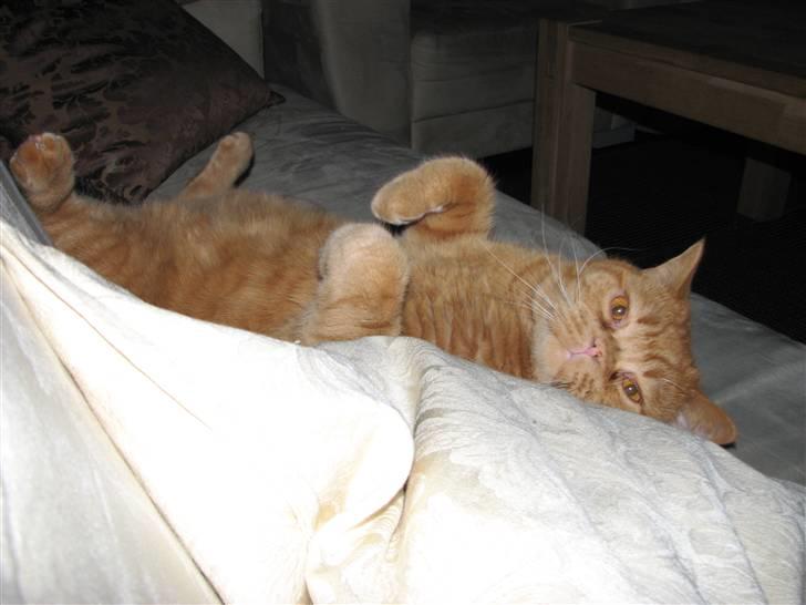 British Shorthair Wiki's Odin (Eddie) billede 4