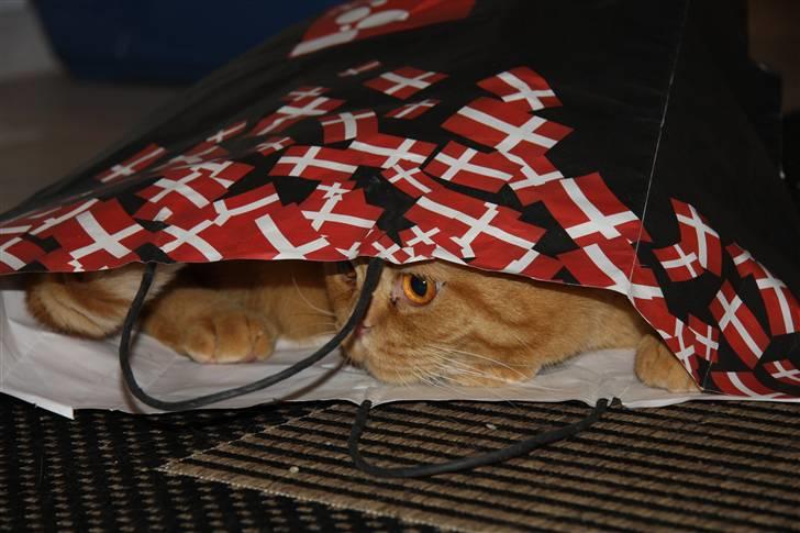 British Shorthair Wiki's Odin (Eddie) billede 5