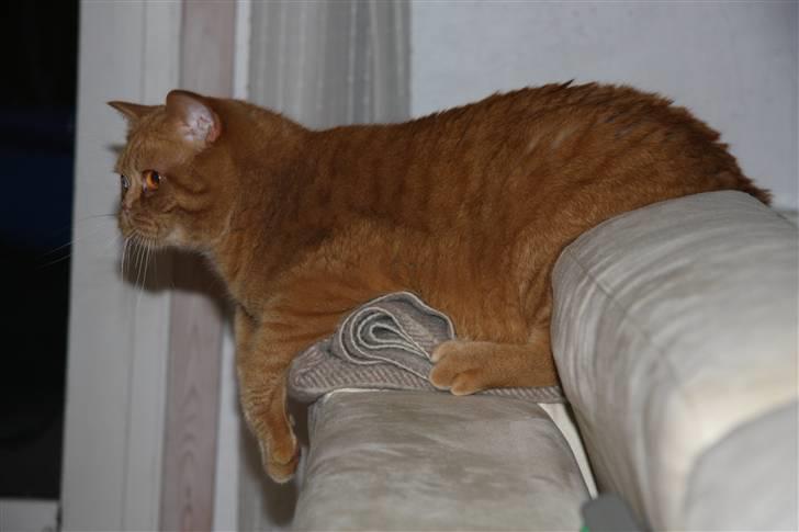 British Shorthair Wiki's Odin (Eddie) billede 6