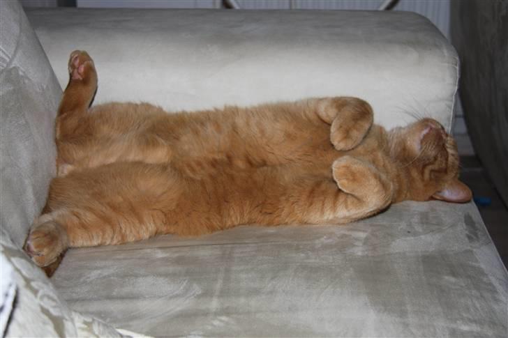 British Shorthair Wiki's Odin (Eddie) billede 7