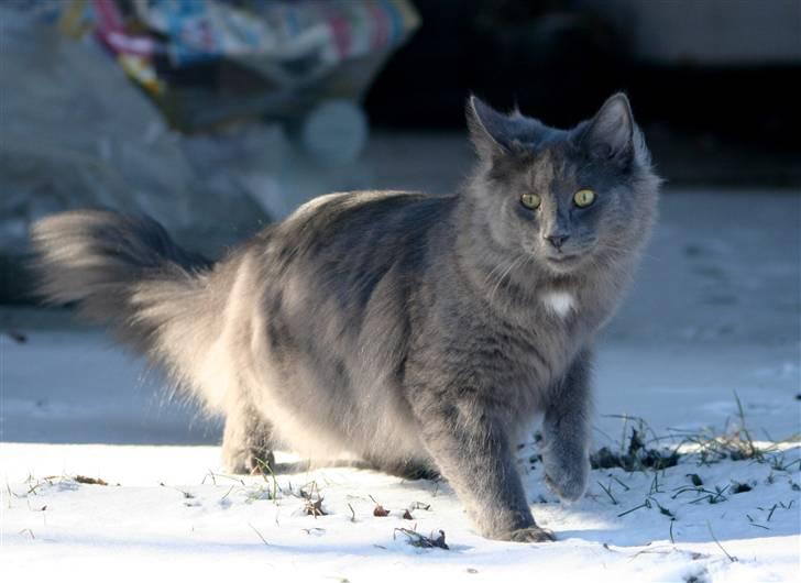 Norsk Skovkat After midnight  billede 1