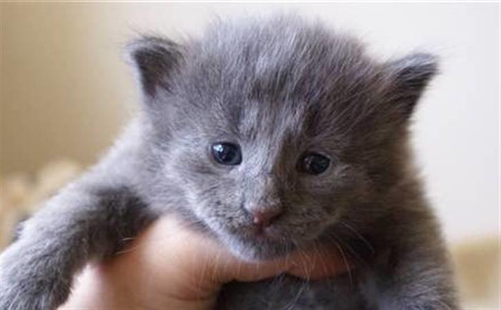 Norsk Skovkat After midnight  billede 3