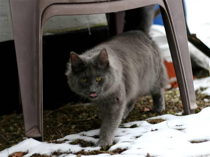 Norsk Skovkat After midnight  billede 6