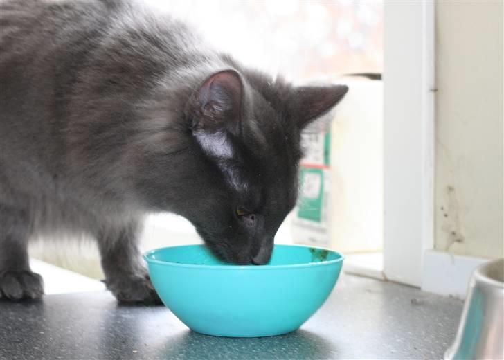 Norsk Skovkat After midnight  billede 7