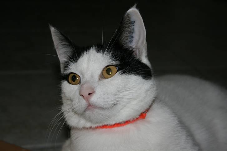 Huskat Snehvide billede 8