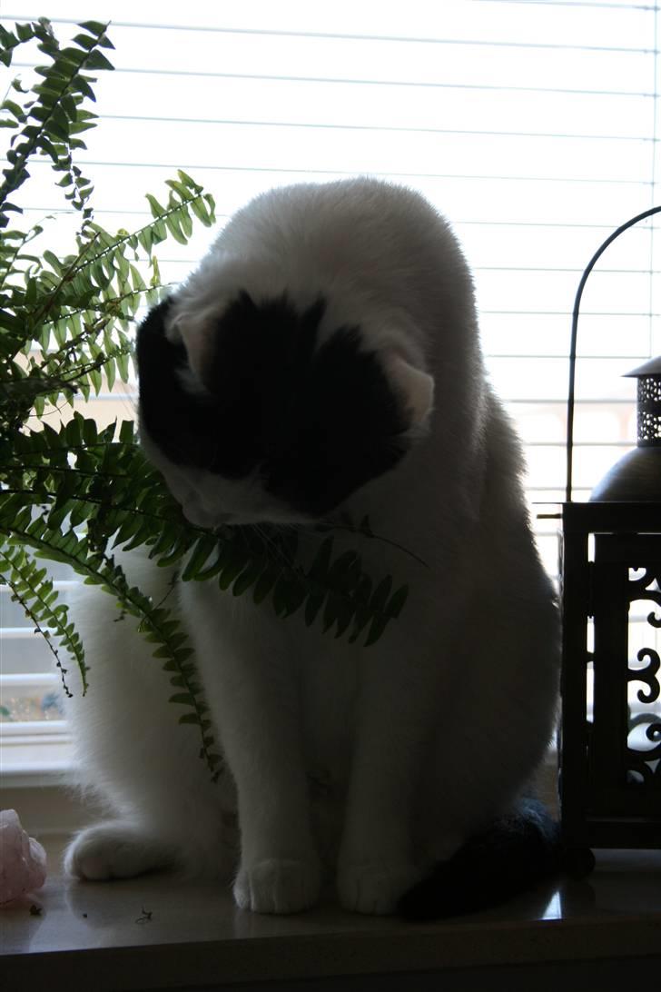 Huskat Snehvide billede 9