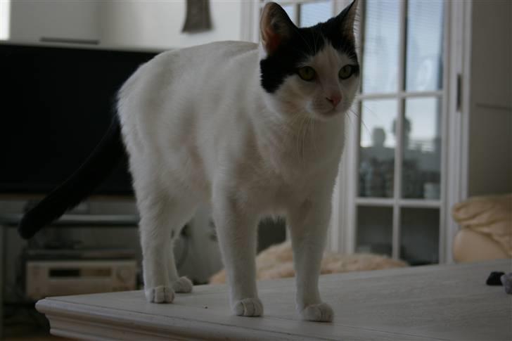 Huskat Snehvide billede 10