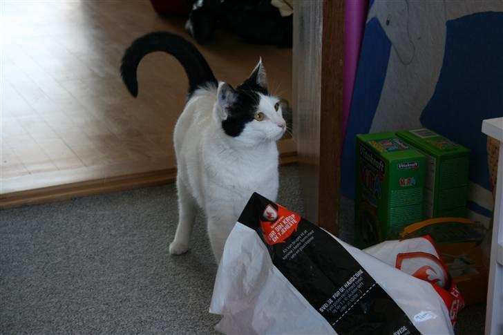 Huskat Snehvide billede 11