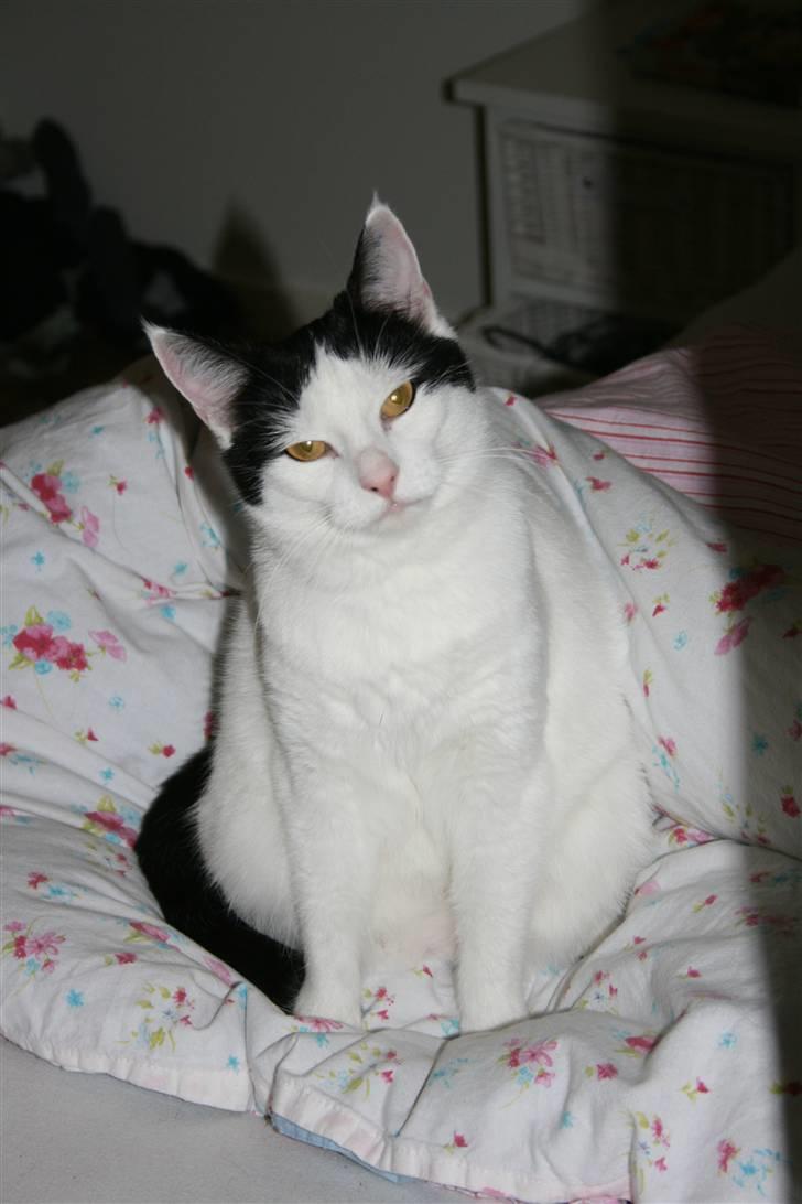 Huskat Snehvide - *NYT* billede 12