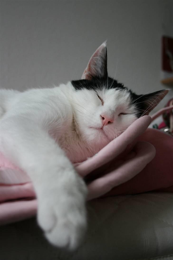 Huskat Snehvide billede 15