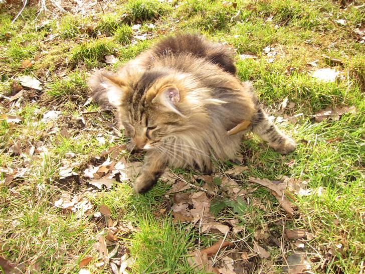 Norsk Skovkat Hippentossen´s Rind* <3 SAVNET!! - marts 2011 -  billede 15