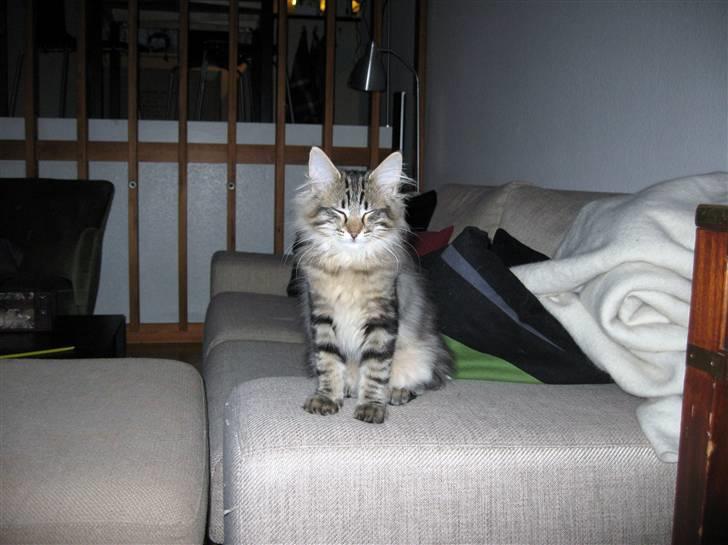 Norsk Skovkat Hippentossen´s Rind* <3 SAVNET!! - 14 uger gammel billede 16