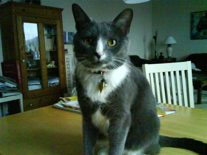 Huskat valde - kan du så kom ned billede 1