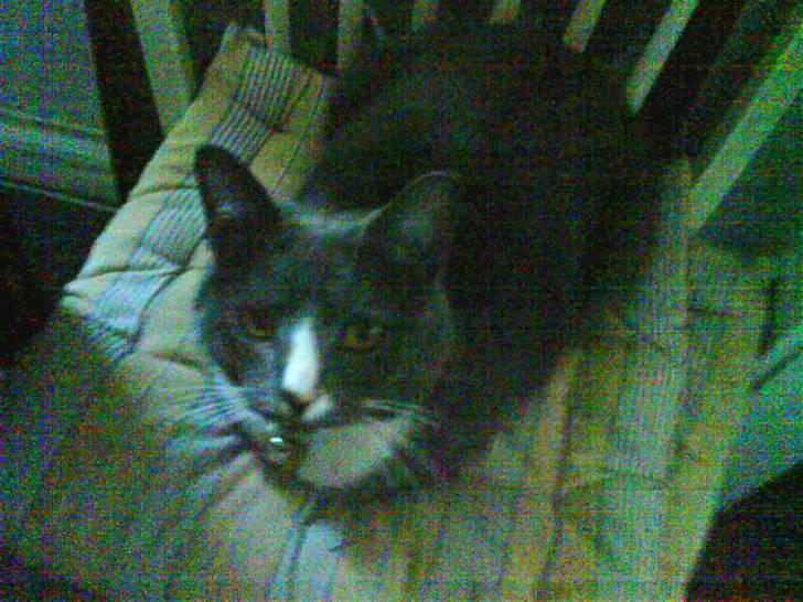 Huskat valde - hej billede 3