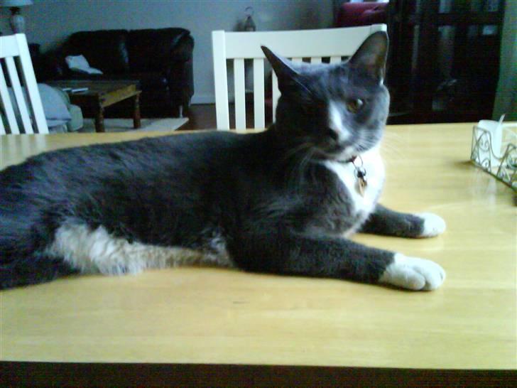 Huskat valde - puuuha valde kan du så kom ned igen billede 4