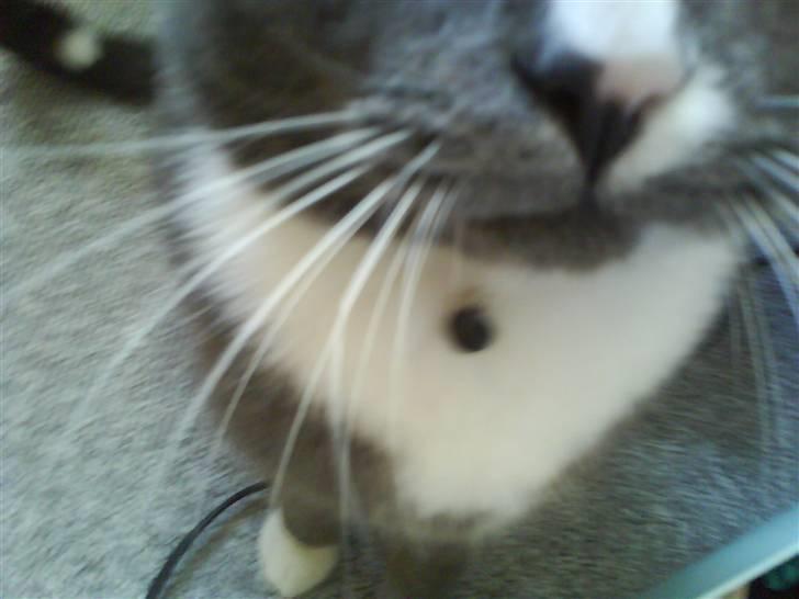 Huskat valde - hov  billede 5