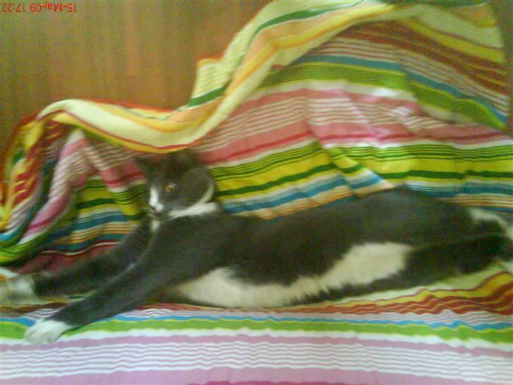 Huskat valde - . billede 6