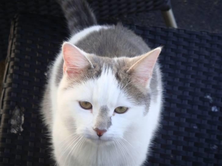 Blanding af racer » Lucky - Rip, 19.07.2011 - Velkommen til min dejlige Babymis´ Profil <3 billede 1