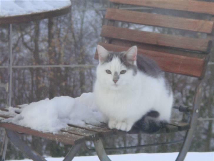 Blanding af racer » Lucky - Rip, 19.07.2011 - Lucky sidder på sin sædvanlige plads :D billede 2