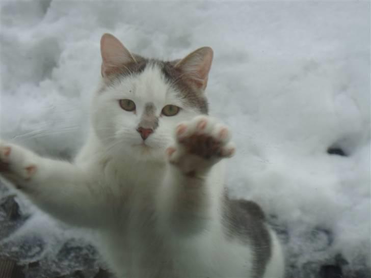 Blanding af racer » Lucky - Rip, 19.07.2011 - Haha, :D billede 3