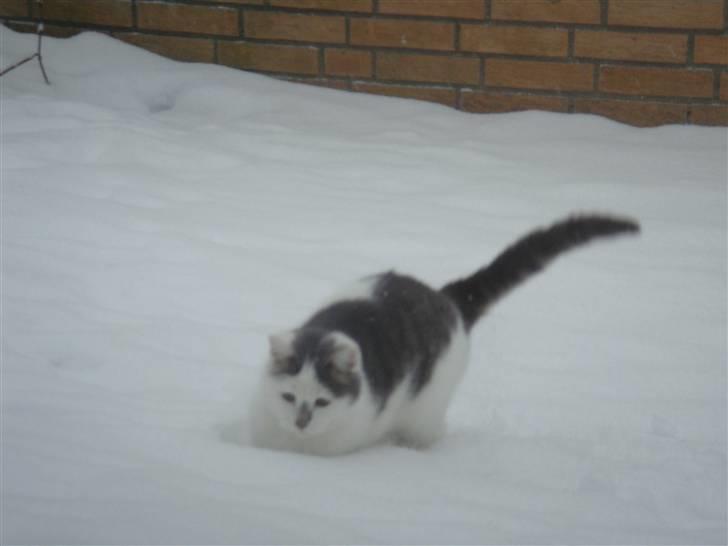 Blanding af racer » Lucky - Rip, 19.07.2011 - Bare du hygger dig? :D billede 4