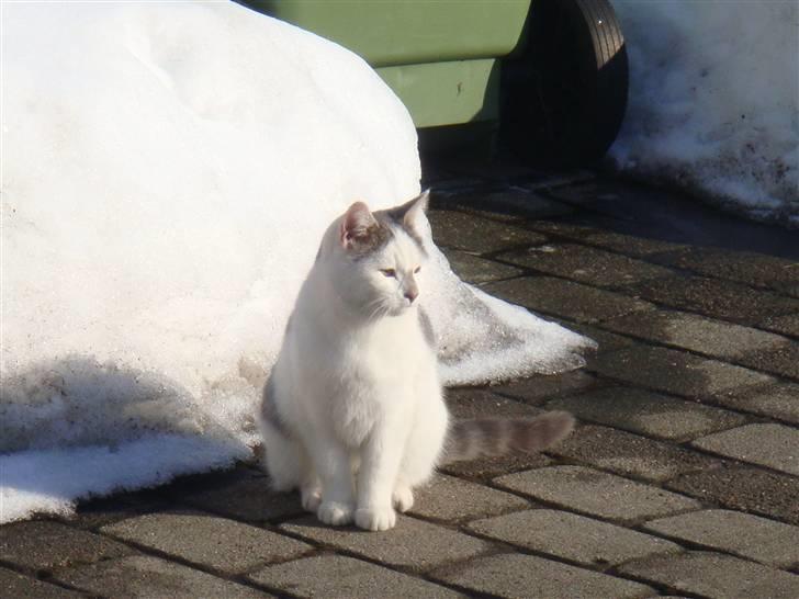 Blanding af racer » Lucky - Rip, 19.07.2011 - Dejligt med lidt sol? <3 billede 5