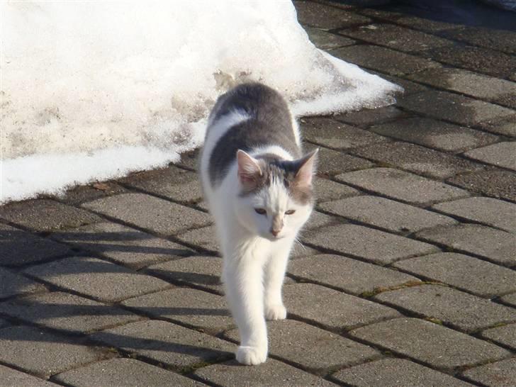 Blanding af racer » Lucky - Rip, 19.07.2011 - Smukke! ;* billede 6