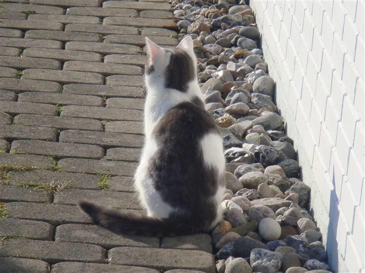 Blanding af racer » Lucky - Rip, 19.07.2011 - Jeg elsker Dig! <3 billede 7