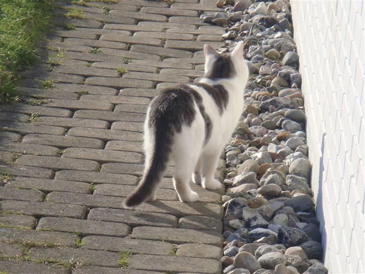 Blanding af racer » Lucky - Rip, 19.07.2011 - Du er den fødte model ii; billede 8