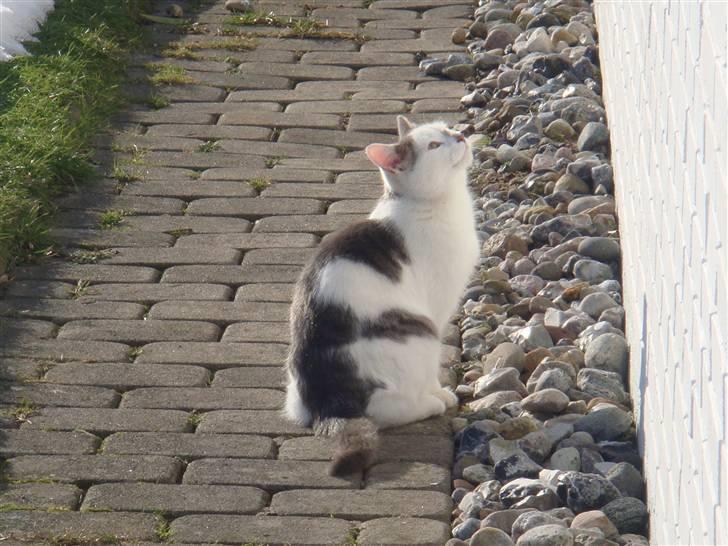 Blanding af racer » Lucky - Rip, 19.07.2011 - Fotomodel ;* billede 9