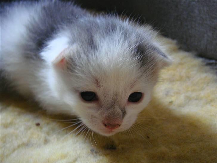 Blanding af racer » Lucky - Rip, 19.07.2011 - Som killing :D <3 billede 10