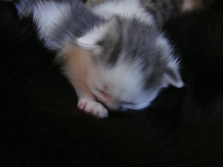 Blanding af racer » Lucky - Rip, 19.07.2011 - Diger hos mor :D <3 billede 11