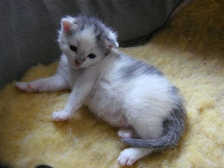 Blanding af racer » Lucky - Rip, 19.07.2011 - Tykke ;* billede 12