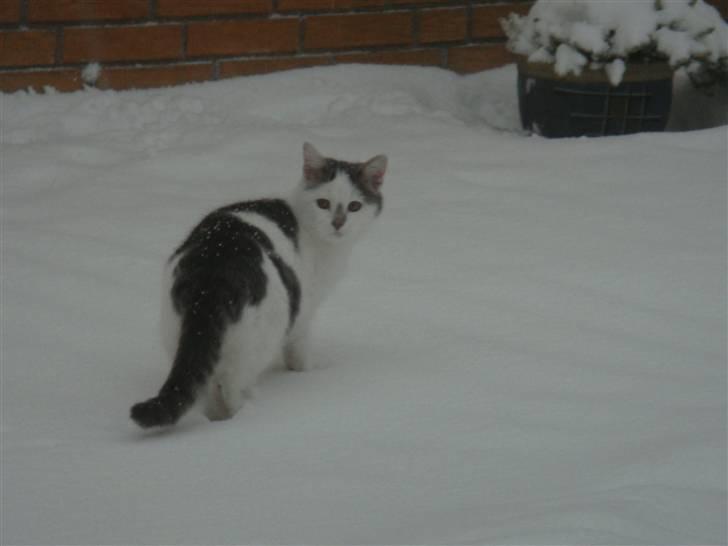 Blanding af racer » Lucky - Rip, 19.07.2011 - Babymis <3 billede 13