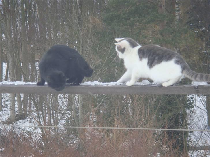 Blanding af racer » Lucky - Rip, 19.07.2011 - "Kom nu og leg moar!" :D billede 14