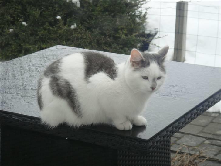 Blanding af racer » Lucky - Rip, 19.07.2011 - Søjde ;* billede 16