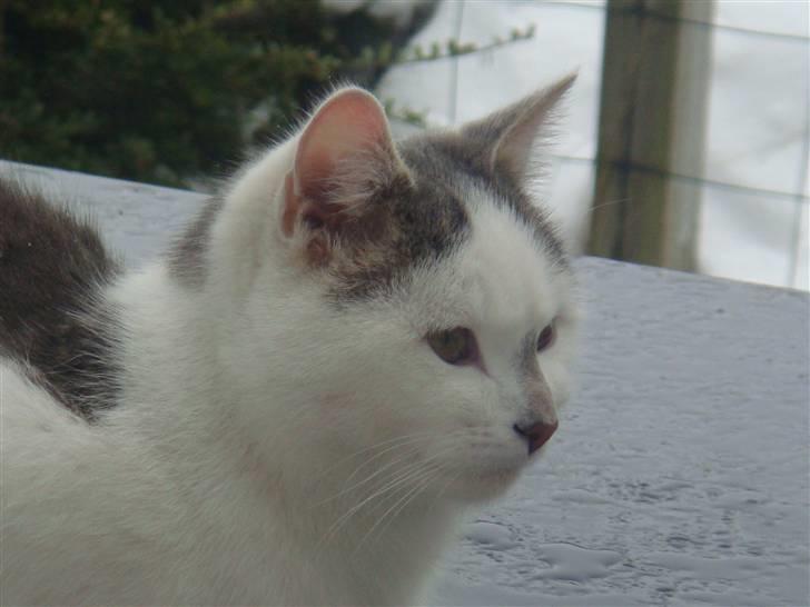 Blanding af racer » Lucky - Rip, 19.07.2011 - Nuuhr <3 billede 17