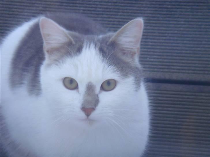 Blanding af racer » Lucky - Rip, 19.07.2011 - Hovedbilled :D <3 billede 18