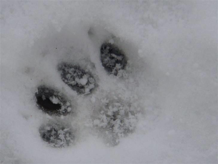 Blanding af racer » Lucky - Rip, 19.07.2011 - Lucky´s Poteaftryk ii; billede 19