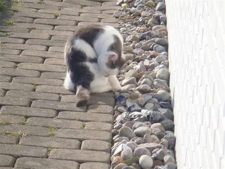 Blanding af racer » Lucky - Rip, 19.07.2011 - "Gå glad i bad" :D billede 20