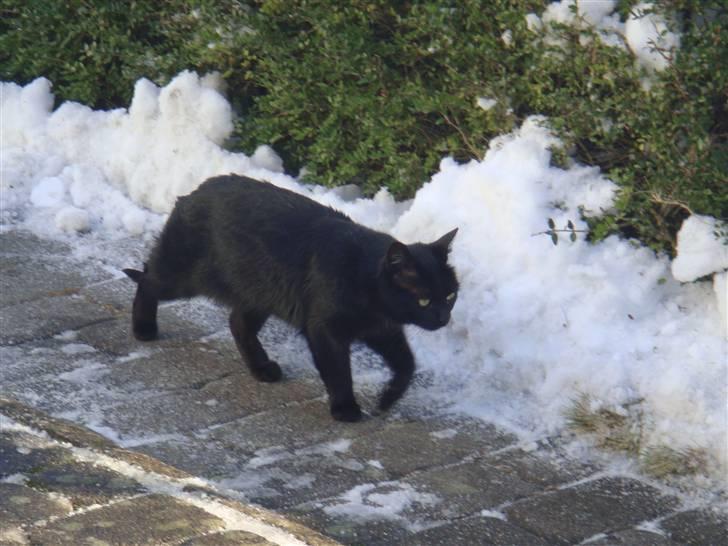 Blanding af racer » Cirkeline - Prinsesse! - Prinsessen <3 billede 12