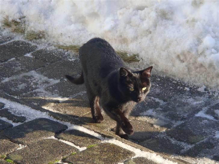 Blanding af racer » Cirkeline - Prinsesse! - ;* billede 13