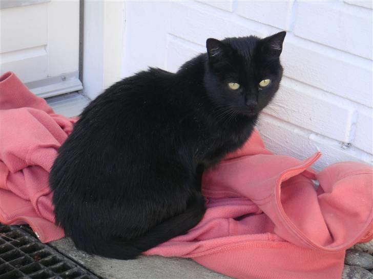 Blanding af racer » Cirkeline - Prinsesse! - Nuuhr <3 billede 14