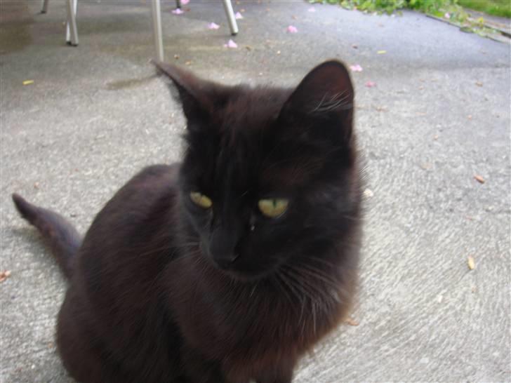 Blanding af racer » Cirkeline - Prinsesse! - Hvad så baby? <3 billede 15