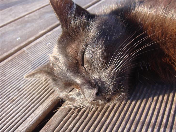 Blanding af racer » Cirkeline - Prinsesse! - Sover du ? <3 billede 16