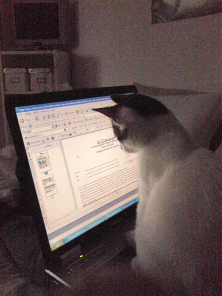 Huskat Bambi billede 11