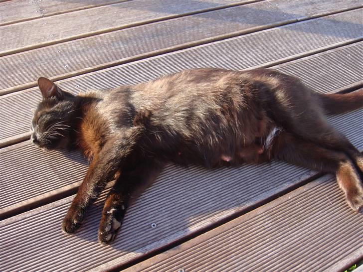 Blanding af racer » Cirkeline - Prinsesse! - Højgravid, sommeren 2009 .. billede 17